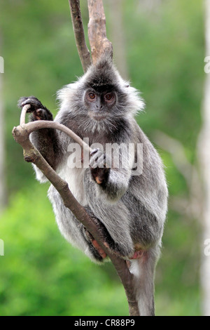 Lutung argenté, feuille argenté ou singe langur argenté (Trachypithecus cristatus), Labuk Bay, Sabah, Bornéo, Malaisie, Asie Banque D'Images