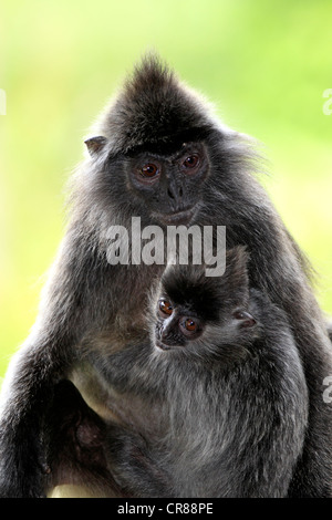 Lutung argenté, feuille argenté ou singe langur argenté (Trachypithecus cristatus), la mère avec les jeunes, Labuk Bay, Sabah, Bornéo Banque D'Images