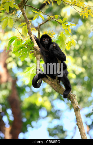 Singe araignée Guyane, ou rouge, singe araignée noire (Ateles paniscus), sur l'arbre, Singapour, l'Asie Banque D'Images