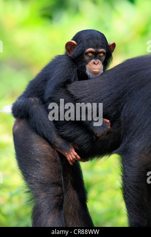 Chimpanzé (Pan troglodytes troglodytes), jeune animal sur le dos de la mère, de Singapour, de l'Asie Banque D'Images