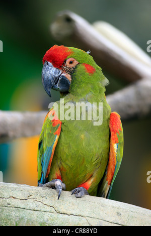 Ara à front rouge (Ara rubrogenys), Singapour, l'Asie Banque D'Images