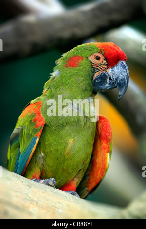 Ara à front rouge (Ara rubrogenys), Singapour, l'Asie Banque D'Images