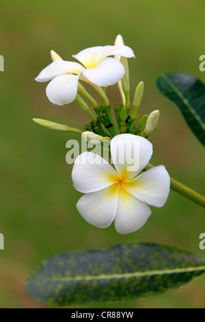 Frangipani Plumeria pudica (blanc), fleurs, Kota Kinabalu, Sabah, Malaisie, Bornéo, l'Asie Banque D'Images