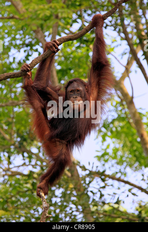 Orang-outan (Pongo pygmaeus), demi-arbre d'escalade sur les jeunes, à Singapour, en Asie Banque D'Images