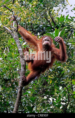 Orang-outan (Pongo pygmaeus), les jeunes demi-arbre d'escalade, Sabah, Bornéo, Malaisie, Asie Banque D'Images