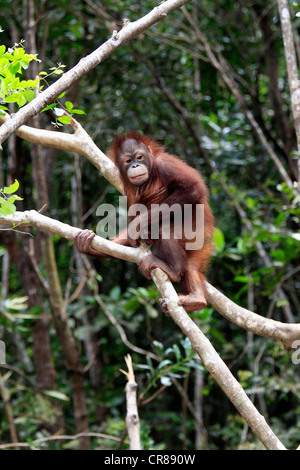 Orang-outan (Pongo pygmaeus), les jeunes demi-arbre d'escalade, Sabah, Bornéo, Malaisie, Asie Banque D'Images