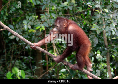 Orang-outan (Pongo pygmaeus), les jeunes demi-arbre d'escalade, Sabah, Bornéo, Malaisie, Asie Banque D'Images