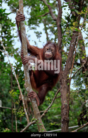 Orang-outan (Pongo pygmaeus), les jeunes demi-arbre d'escalade, Sabah, Bornéo, Malaisie, Asie Banque D'Images