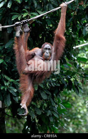 Orang-outan (Pongo pygmaeus), adulte, femme, sur une liane, Centre de réhabilitation de Sepilok, Sabah, Bornéo, Malaisie, Asie Banque D'Images