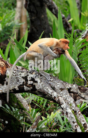 Proboscis Monkey ou singe bec long (Nasalis larvatus), la mère avec les jeunes, Labuk Bay, Sabah, Bornéo, Malaisie, Asie Banque D'Images