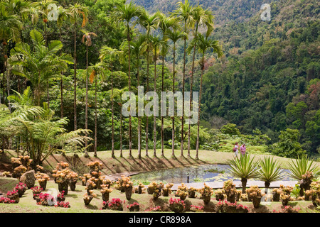 La France, à la Martinique (Antilles françaises), Balata, Jardin de Balata, un jardin botanique de plantes tropicales, mention obligatoire Banque D'Images