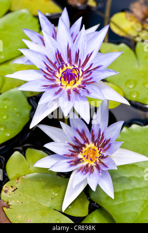 La France, à la Martinique (Antilles françaises), Balata, Jardin de Balata, un jardin botanique de plantes tropicales, mention obligatoire Banque D'Images