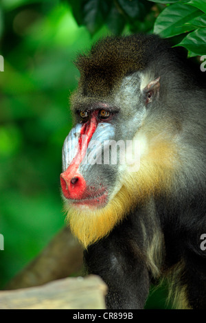 Mandrill (Mandrillus sphinx), homme, portrait, Singapour, l'Asie Banque D'Images