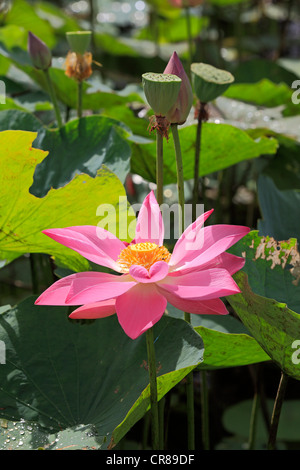 Indian lotus (Nelumbo nucifera), fleur, Kota Kinabalu, Sabah, Malaisie, Bornéo, en Asie du sud-est Banque D'Images