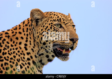 Leopard (Panthera pardus), portrait, Sabi Sabi Game Reserve, Kruger National Park, Afrique du Sud, l'Afrique Banque D'Images