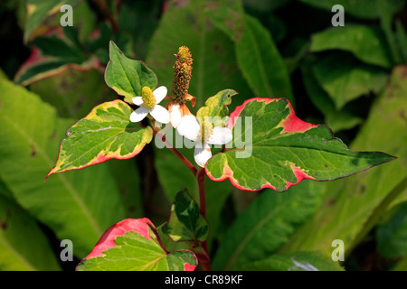 La plante caméléon (Houttuynia cordata), la floraison Banque D'Images