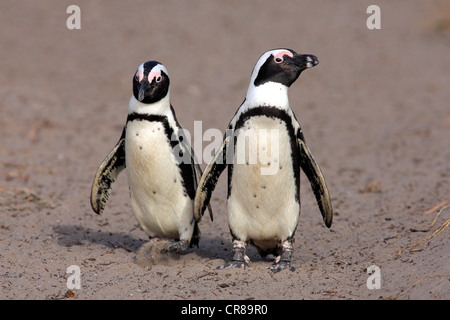 Paire de pingouins africains ou putois manchots du Cap (Spheniscus demersus) marcher le long d'une plage, Betty's Bay, Afrique du Sud, l'Afrique Banque D'Images