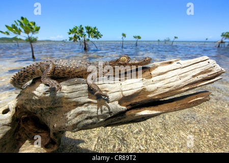 Crocodile (Crocodylus acutus), les jeunes, plage, souche d'arbre, se reposer, Roatan, Honduras, Caraïbes, Amérique Centrale Banque D'Images