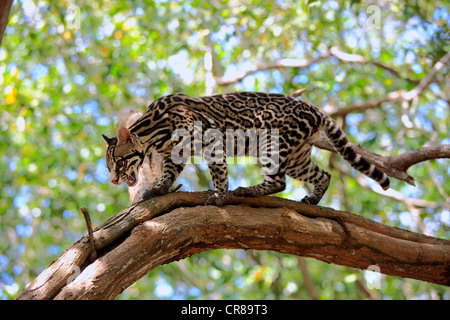 L'Ocelot (Leopardus pardalis), adulte, homme, arbre, Honduras, Amérique du Sud Banque D'Images