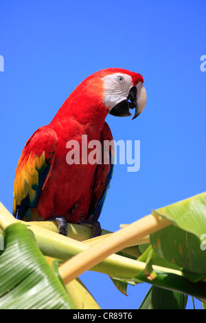 Ara rouge (Ara macao), adulte, bananier, appelant, Roatan, Honduras, Caraïbes, Amérique Centrale, Amérique Latine Banque D'Images