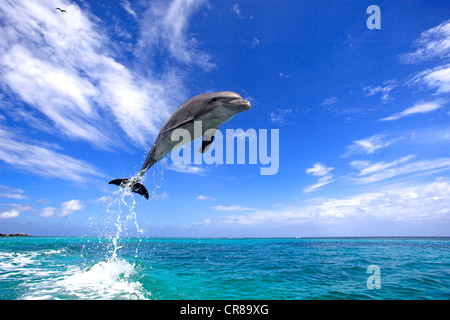 Grand dauphin (Tursiops truncatus), adulte, sautant de la mer, Roatan, Honduras, Caraïbes, Amérique Centrale Banque D'Images