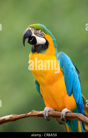 Blue-and-yellow macaw (Ara ararauna), adulte, perché, appelant, en Amérique du Sud Banque D'Images