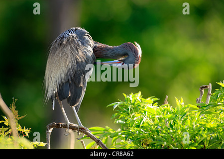 Aigrette tricolore (Egretta tricolor), adulte, au lissage, sur la branche, en Floride, USA, Amérique Latine Banque D'Images