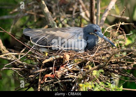 Aigrette tricolore (Egretta tricolor), adulte, dans le nid, en Floride, USA, Amérique Latine Banque D'Images