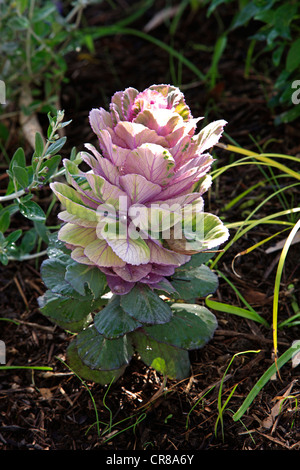 Chou ornemental (Brassica oleracea sp.) Banque D'Images