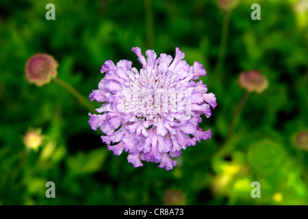 Field Scabious (Knautia arvensis), fleur Banque D'Images