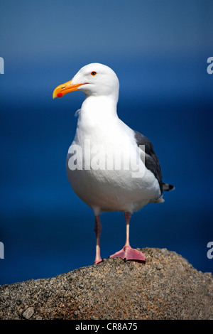 Western Gull (Larus occidentalis), adulte, sur la roche, Monterey, Californie, USA, Amérique Latine Banque D'Images