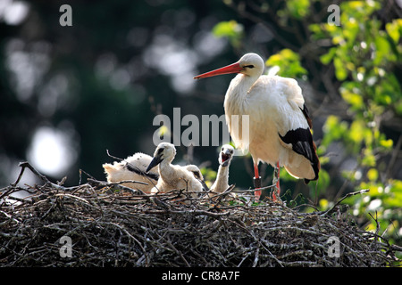 Cigogne Blanche (Ciconia ciconia), femelle adulte avec de jeunes oiseaux dans le nid Banque D'Images
