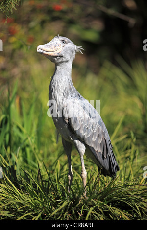 Bec-en-sabot du Nil (Balaeniceps rex), adulte, l'Afrique Banque D'Images