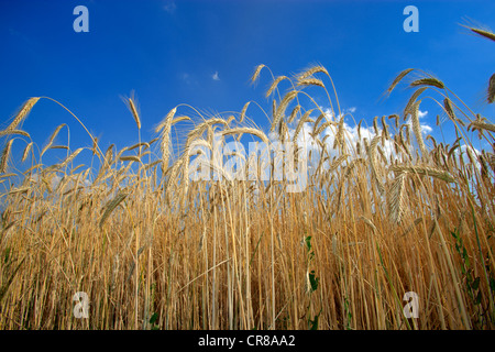 Champ de seigle avant la récolte, le seigle (Secale cereale), ciel bleu, les nuages, l'Allemagne, de l'Europe Banque D'Images