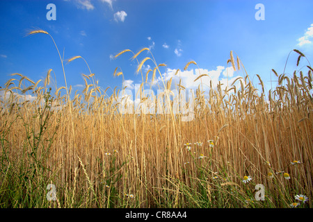 Champ de seigle avant la récolte, le seigle (Secale cereale), ciel bleu, les nuages, l'Allemagne, de l'Europe Banque D'Images