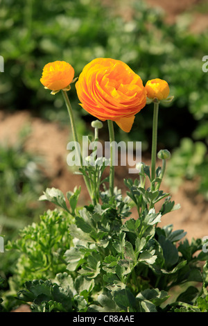 Le Persan (Ranunculus asiaticus), la floraison, Carlsbad, Californie, États-Unis Banque D'Images