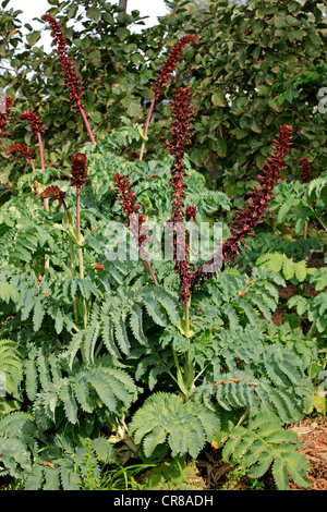 Miel géant fleur ou Kruidjie-roer-ma-nie (Melianthus major), la floraison, Californie, USA, Amérique Latine Banque D'Images