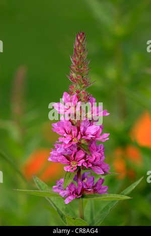 La Salicaire (Lythrum salicaria), la floraison, l'Allemagne, de l'Europe Banque D'Images