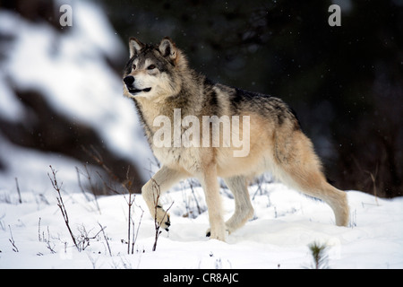 Wolf (Canis lupus), alimentation, neige, hiver, Montana, USA Banque D'Images