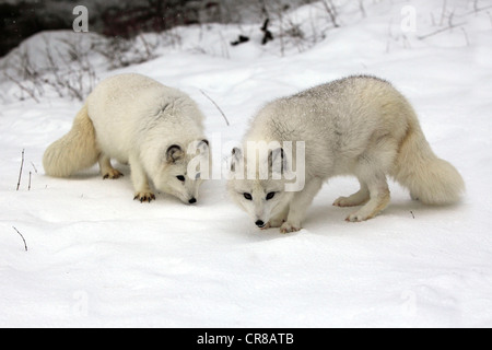 Le renard arctique (Alopex lagopus), paire, adulte, nourriture, neige, hiver, Montana, USA Banque D'Images