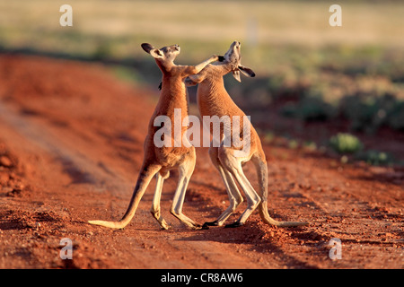 Kangourou rouge (Macropus rufus), la lutte contre les adultes de sexe masculin, Burnley, Sturt National Park, New South Wales, Australie Banque D'Images