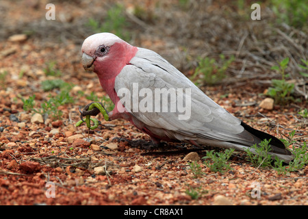 Cacatoès rosalbin, Rose-breasted cacatoès cacatoès Rosalbin Cacatoès Cacatoès Sterne ou rose et gris (Eolophus roseicapillus) Banque D'Images