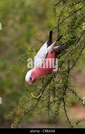 Cacatoès rosalbin, Rose-breasted cacatoès cacatoès Rosalbin Cacatoès Cacatoès Sterne ou rose et gris (Eolophus roseicapillus) Banque D'Images