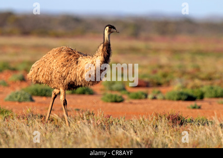 L'UEM (Dromaius novaehollandiae), Sturt National Park, New South Wales, Australie Banque D'Images