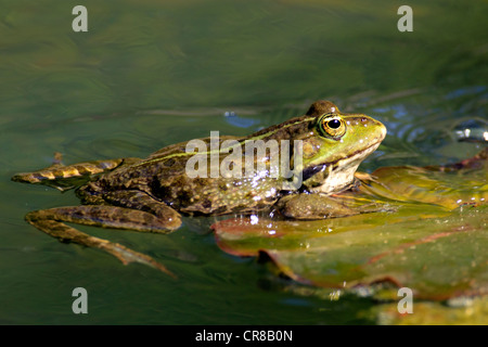 Edible frog (Rana esculenta), entre les nénuphars dans l'eau, Luisenpark, Mannheim, Bade-Wurtemberg, Allemagne, Europe Banque D'Images