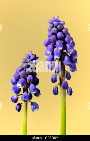 Grape hyacinth (Muscari latifolium), fleur Banque D'Images