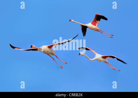 Plus de flamants roses (Phoenicopterus ruber roseus), groupe, battant, des Saintes-Maries-de-la-Mer, Camargue, France, Europe Banque D'Images