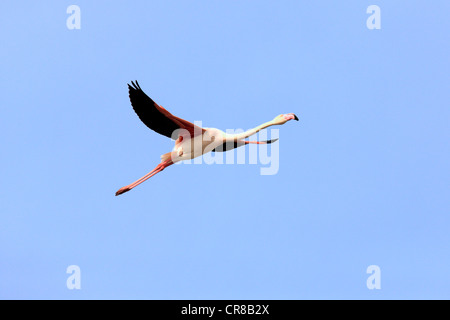 Flamant rose (Phoenicopterus ruber roseus), voler, des Saintes-Maries-de-la-Mer, Camargue, France, Europe Banque D'Images