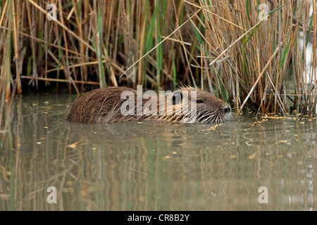 Ou le ragondin ragondin (Myocastor coypus), natation dans l'eau, des Saintes-Maries-de-la-Mer, Camargue, France, Europe Banque D'Images