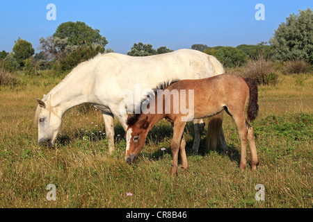 Cheval de Camargue (Equus caballus), mare et son poulain, Saintes Maries-de-la-Mer, Camargue, France, Europe Banque D'Images